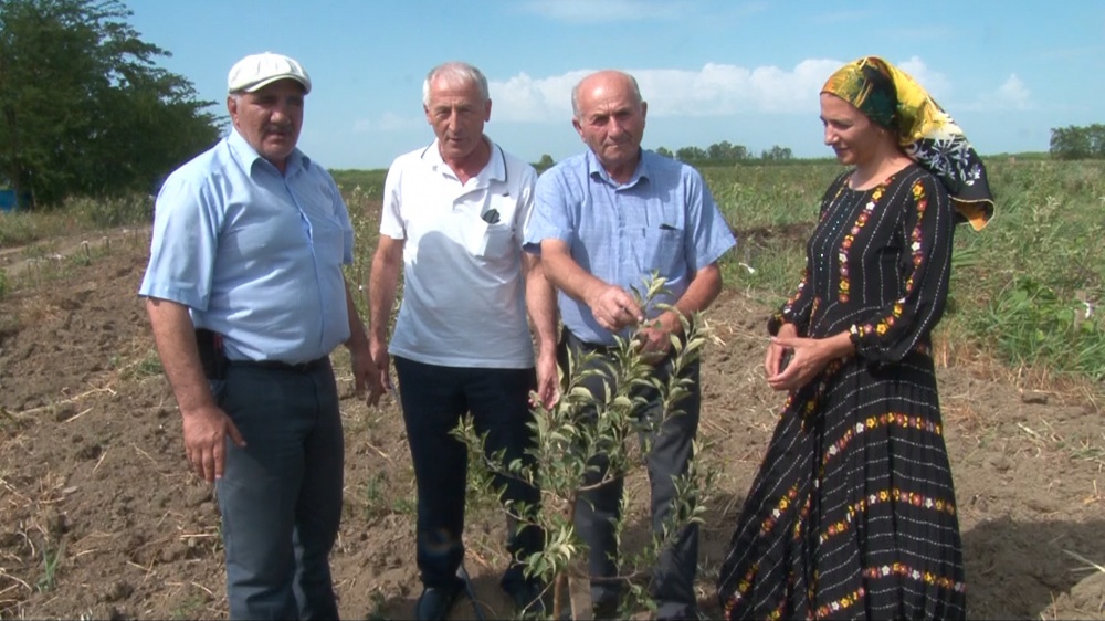 Садоводы Хасавюртовского района осваивают новые передовые технологии.