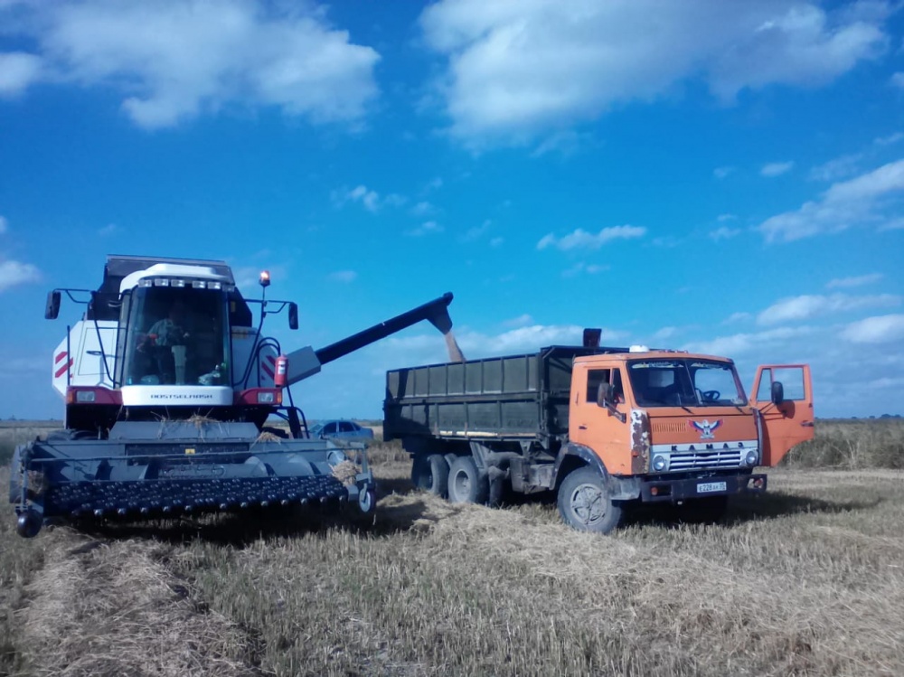 Аграрии Хасавюртовского района собрали богатый урожай риса.