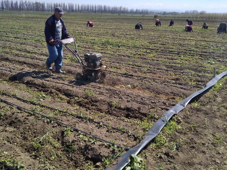 В Хасавюртовском районе идут работы по выращиванию клубники  под пленкой с капельным орошением