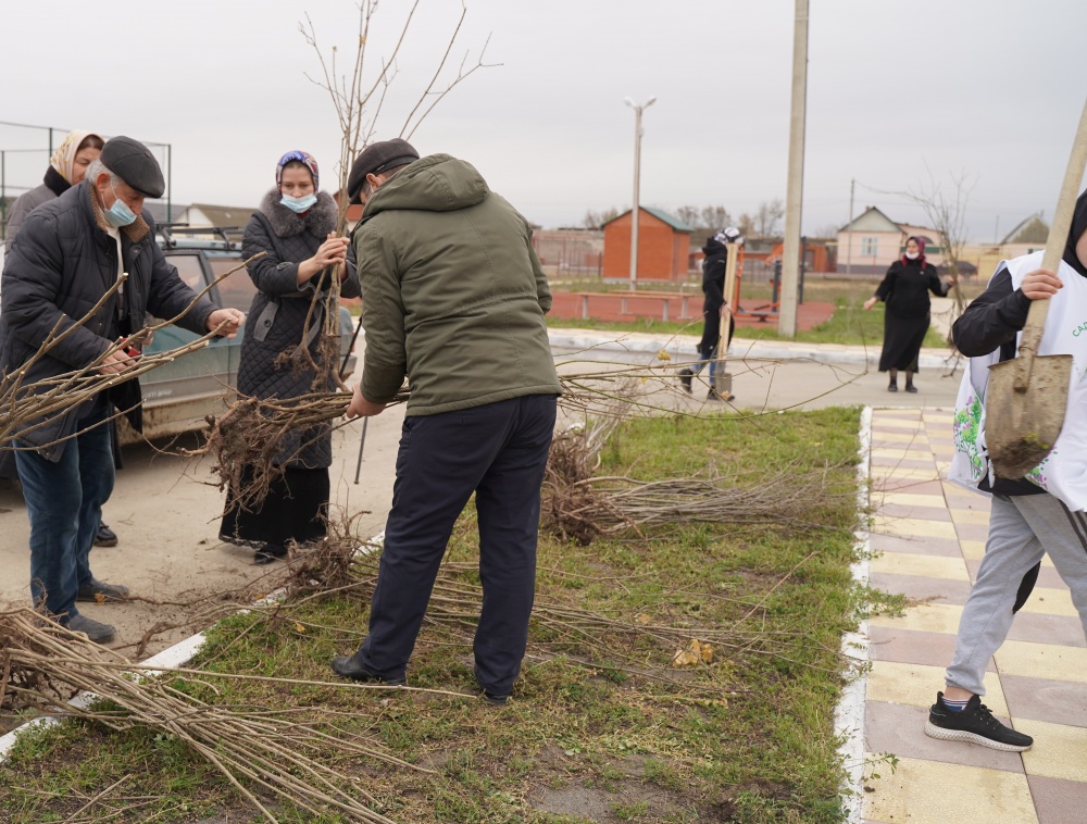 В рамках подготовительных мероприятий к 100 – летию образования ДАССР в Хасавюртовском районе провели посадку саженцев деревьев