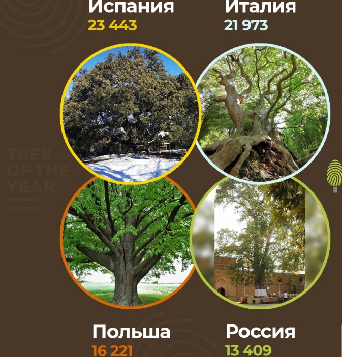 Дербентский платан поднялся на четвертое место в конкурсе «Европейское дерево года – 2021»