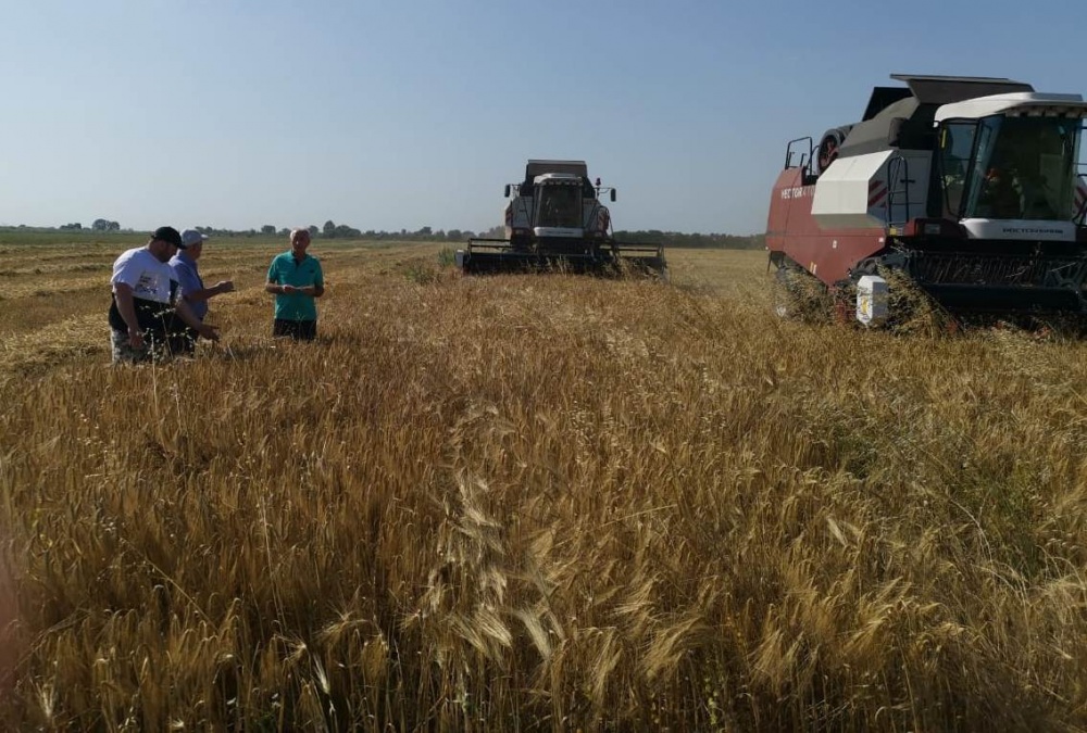 Аграрии Хасавюртовского района первыми в Республике приступили к уборке озимых зерновых культур