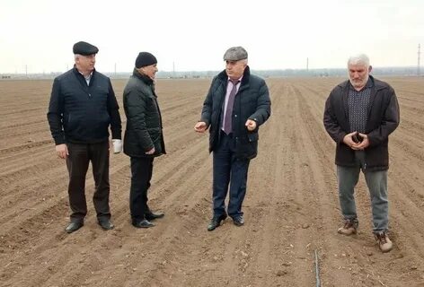 УСХ Хасавюртовского района: Картофелеводы  района вносят весомый вклад в Дагестане в получении  сверхраннего урожая картофеля