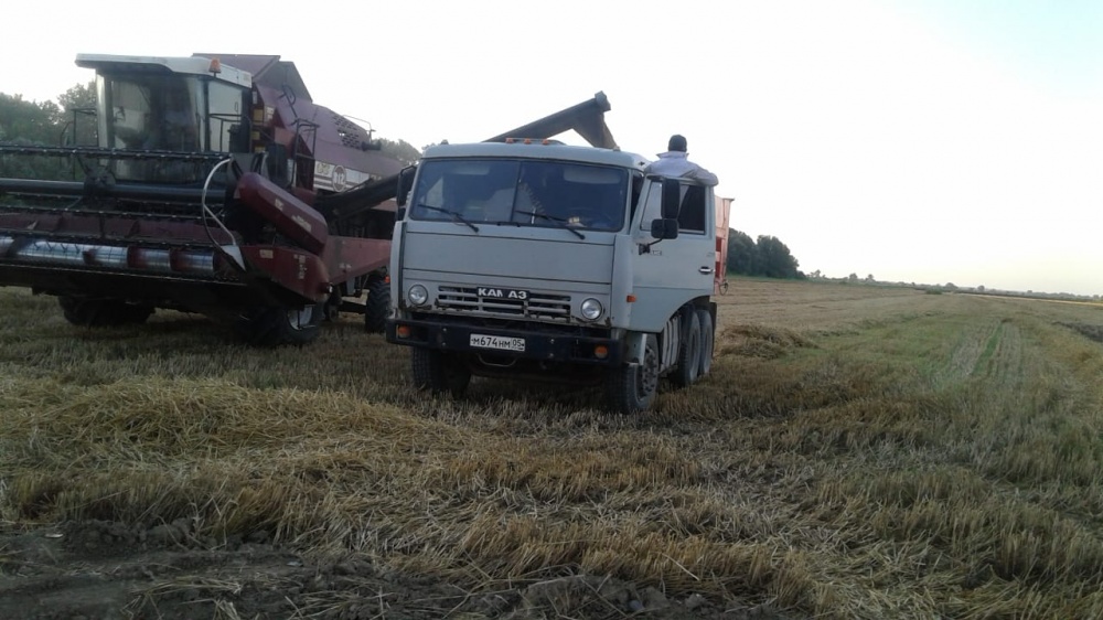 На полях Хасавюртовского района продолжается уборка озимых зерновых культур
