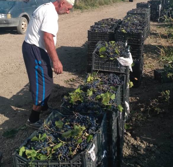 В виноградарских хозяйствах Хасавюртовского района идет массовая уборка солнечной ягоды