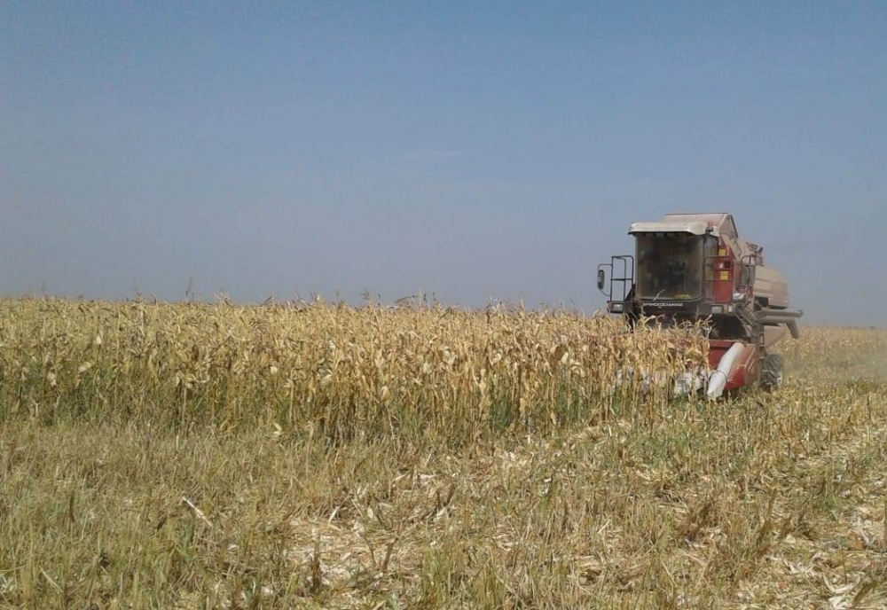На полях Хасавюртовского района в разгаре уборка кукурузы на зерно