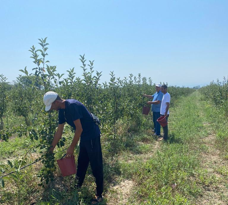 В садоводческих хозяйствах Хасавюртовского района продолжается сбор урожая яблок