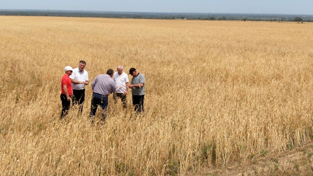 На полях Хасавюртовского района продолжается уборочная  страда