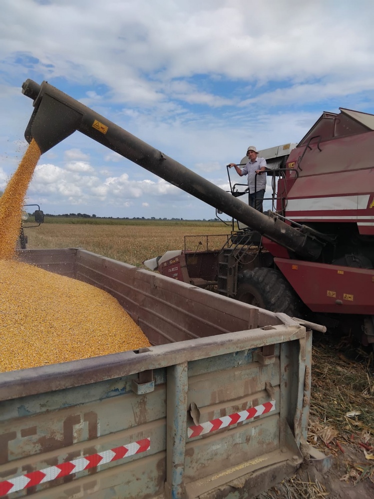 Аграрии Хасавюртовского района начали сбор нового урожая кукурузы на зерно